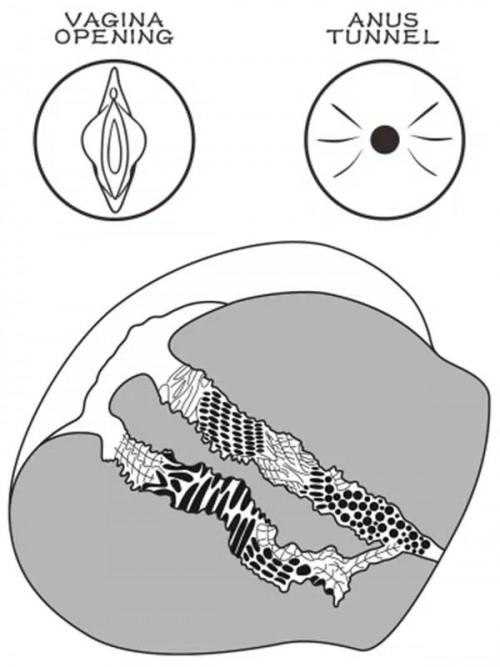 LoveToy Streetgirl’s Bitch Çift Girişli Gerçekçi Tangalı Kalça 2.5 kg 6